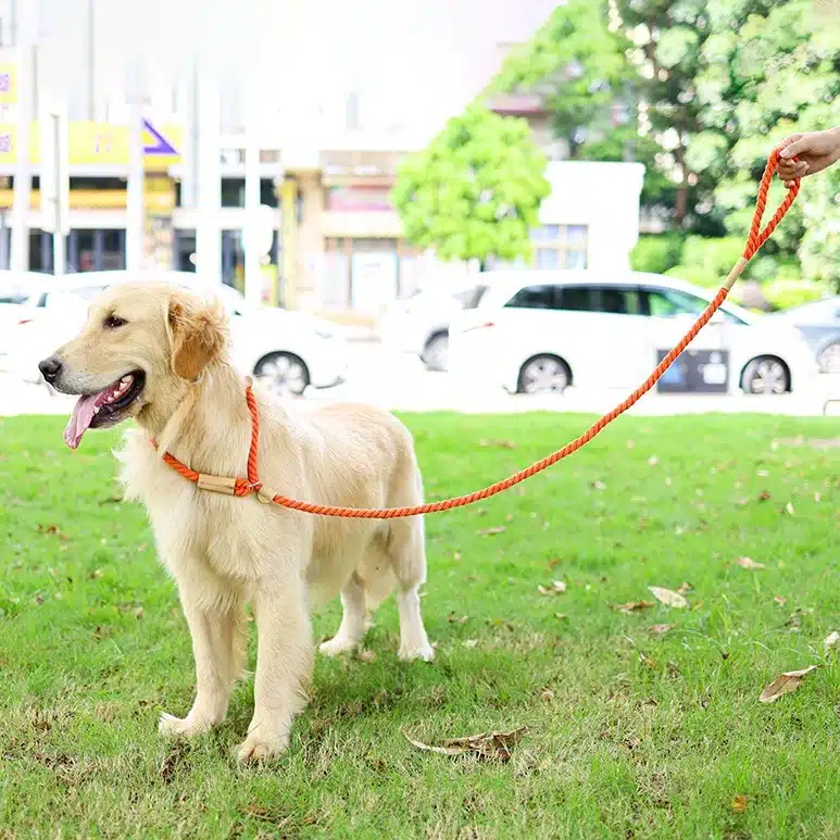 Cotton Slip Dog Leash for Training – Comfortable, Durable & Easy to Use