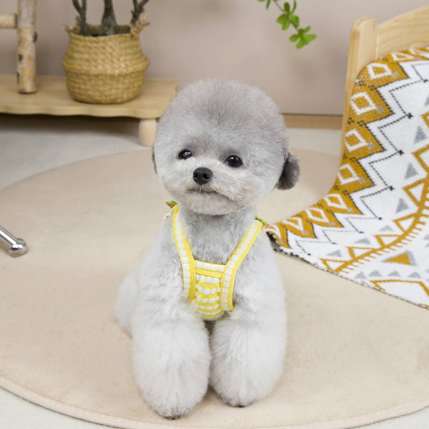 Breathable Summer Dog Vest for Small & Medium Breeds - Image 2